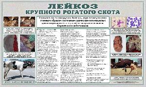 Лейкоз крупного рогатного скота. Памятка для населения.