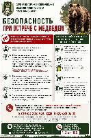Безопасность при встрече с медведем